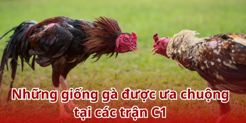 Những giống gà được yêu thích nhất tại đấu trường đá gà C1 BJ88